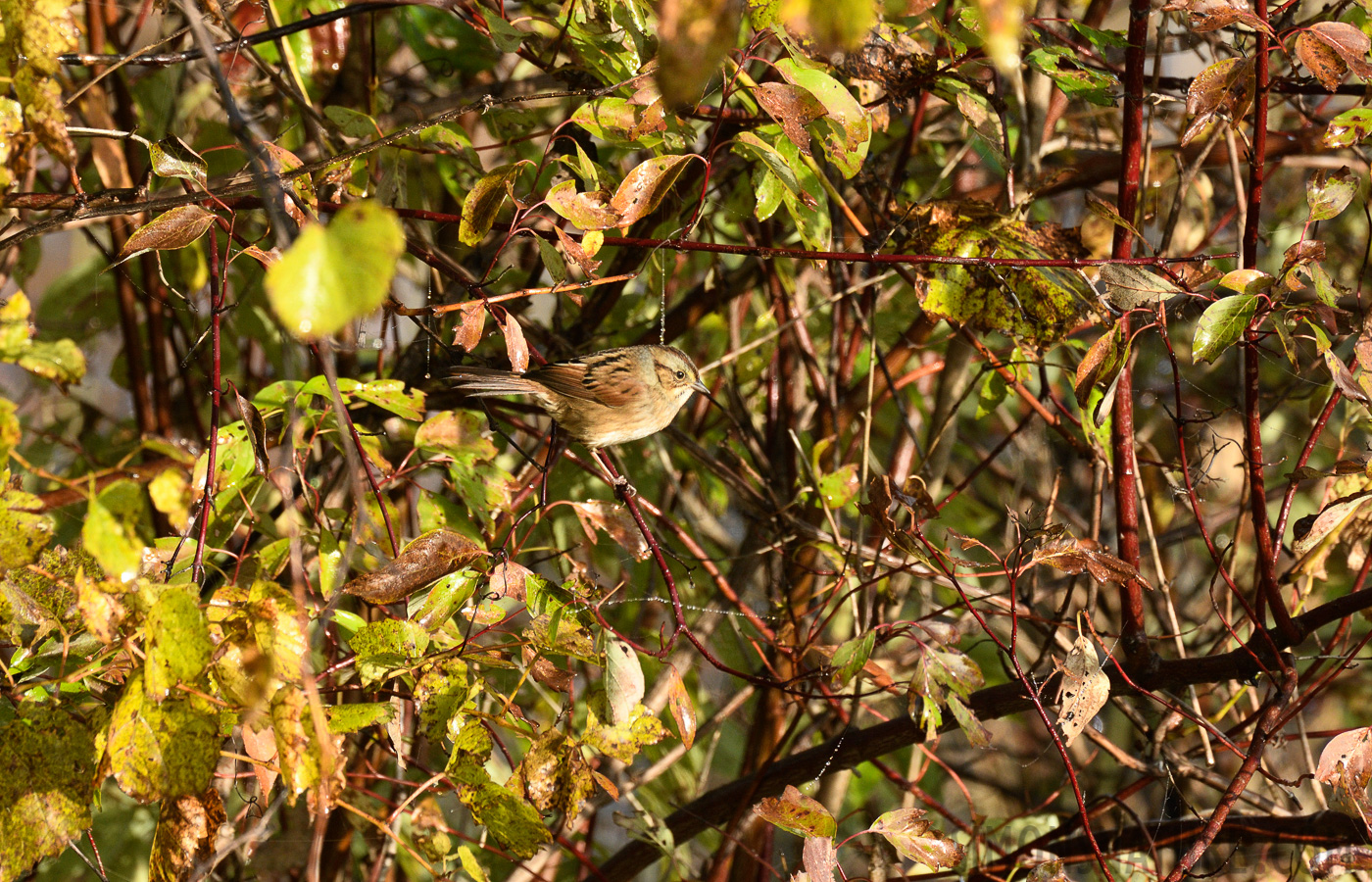 Melospiza georgiana georgiana [400 mm, 1/500 sec at f / 8.0, ISO 800]